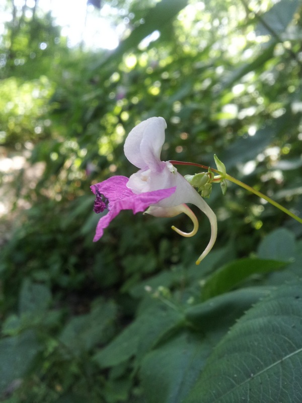 Impatiens balfourii